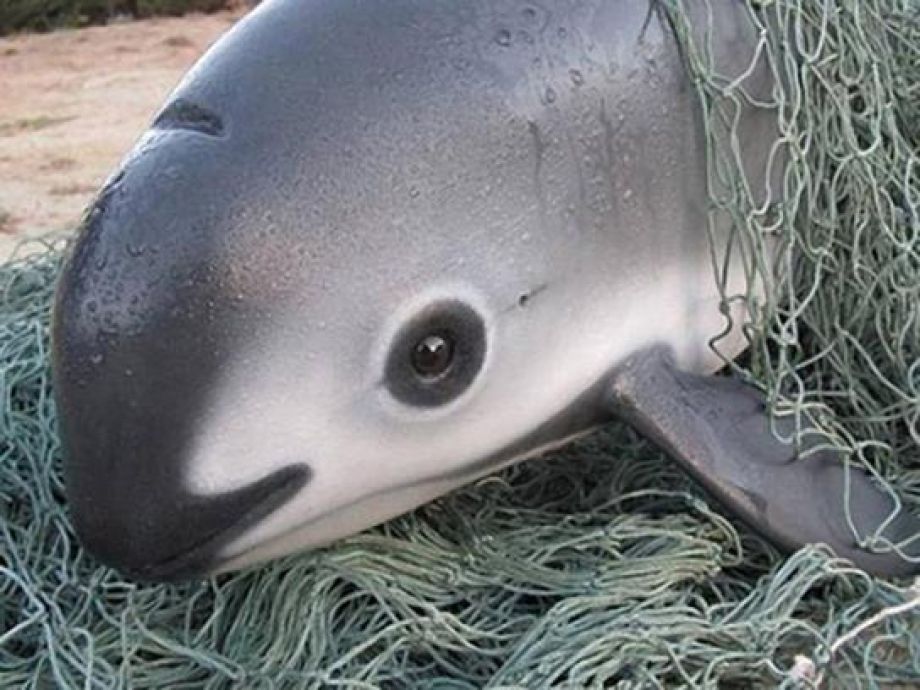 Vaquita
