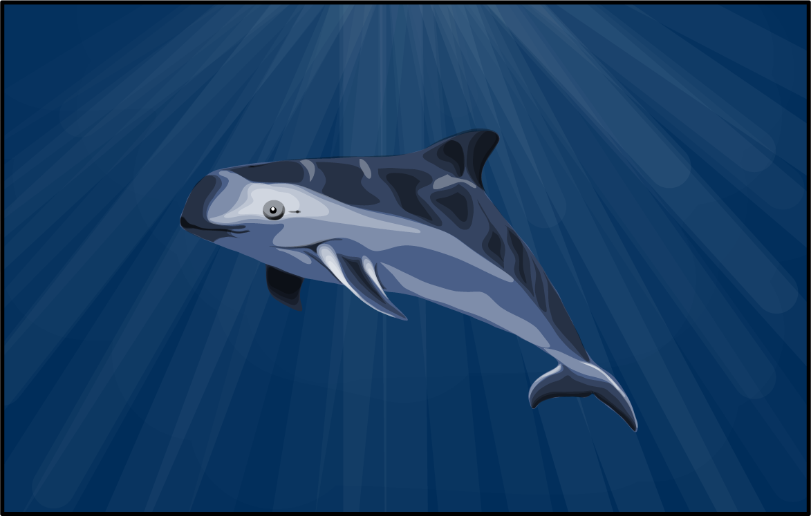 Vaquita